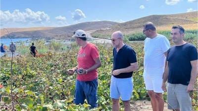 Avşa’da Bereketli Hasat