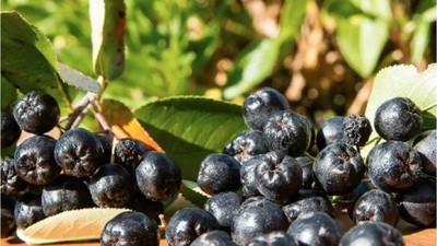 Aronya Bitkisi Balıkesir’de Yükselişte