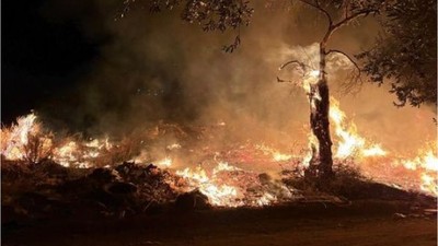 Edremit'te Çıkan Yangın Zeytinliğe Sıçradı!