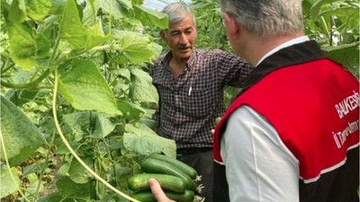 Balıkesir'de 212 Bin Fide Hasat Ediliyor