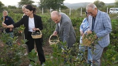 Gönen’de Aronya Hasadı Gerçekleşti