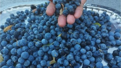 Güvem Meyvesiyle Lezzetlere Balıkesir Dokunuşu
