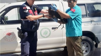 Balıkesir'de Kara Leylek Kurtarma Operasyonu