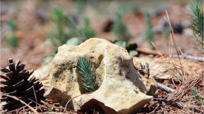 Bu Fidanlar Balıkesir'in Yeşil Hazinesi!