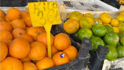 Balıkesir'de Mevsimin İlk Mandalinaları Çıktı