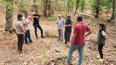 Balıkesir'de Kayın Ormanları Gençleştiriliyor