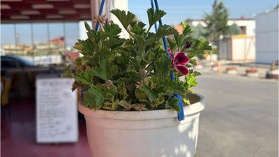 Balıkesir'de Saksıda Çiçek Geleneği