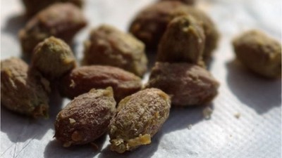 Balıkesir'den Güzellik İksiri: Zeytin Çekirdeği