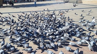 Altınoluk Meydanındaki Güvercinler Tatilciler Gidince Yalnız Kaldı