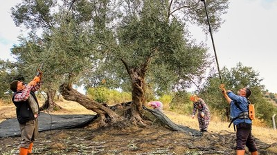 Ayvalık'ta Zeytin'de Erken Hasat Başladı