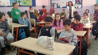 Balıkesir’in Okullu Kedisi Pamuk Sınıfların Vazgeçilmezi