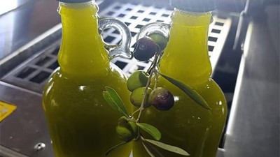 EDREMİT’TE ERKEN HASAT ZEYTİN SIKIMINA BAŞLANILDI