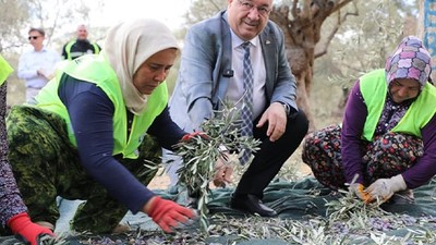 Edremit Belediyesi Zeytin Hasadına Başladı