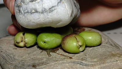 Edremit Körfezi'nde Kırma Yeşil Zeytin Sezonu Başladı