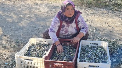 Edremit'te Zeytin Hasadında Makine Dönemi Başladı