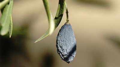 Edremit'te Zeytin Üreticileri Zor Durumda