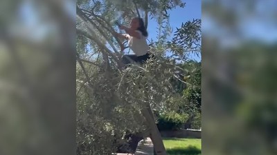 Hülya Avşar Ayvalık'ta Kendi Zeytinini Hasat Etti