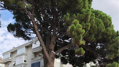 Erdek'te Bulunuyor 1860 Yılına Tanıklık Ediyor