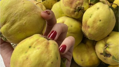 Ayva Sezonu Balıkesir'de Başladı! Faydalarına Şaşıracaksınız