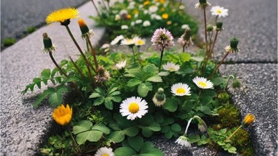 Kaldırımlarda Karşımıza Çıkan Çiçekler Hangileri?