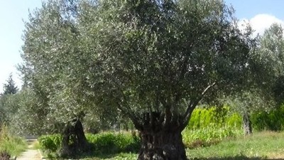 Balıkesir'in Ağaçlarından Sağlığa Yolculuk