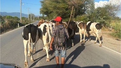 Balıkesir'de Hayvancılıkta 3 İlçe Önde