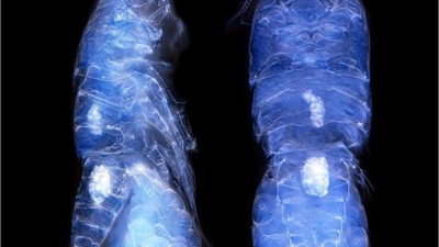 Türk Ekibi Antarktika’da Yeni Tür Buldu