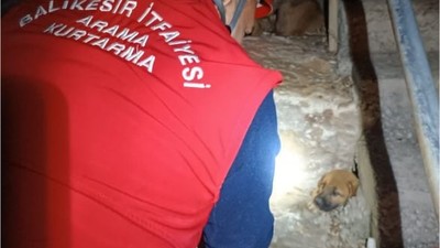 Edremit'te Yavru Köpek Kayalıklara Sıkıştı