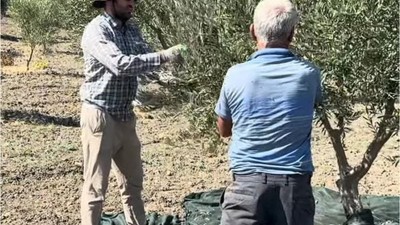 Zeytinde Fiyat Düşüşü! Üreticileri Yağa Yöneliyor