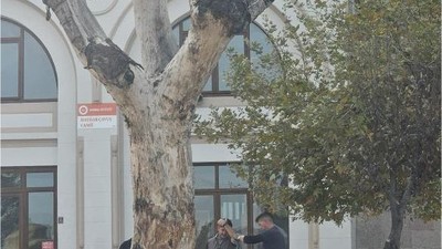 Bandırma'da Tarihi Kavak Ağacı Kesildi
