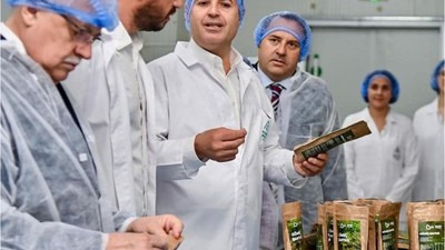 Gömeç'in Bamyası 17 Ülke İhraç Edilecek
