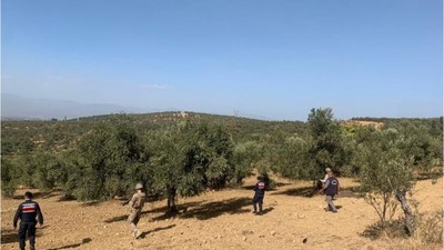 Jandarma Zeytinliklerde Devriye Geziyor