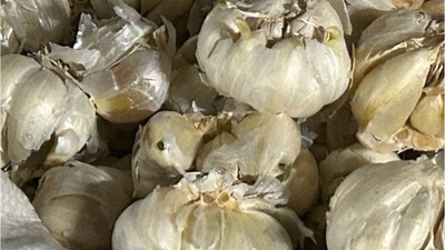 Balıkesir'de Sarımsak Fiyatına Bakılmadan Alınıyor