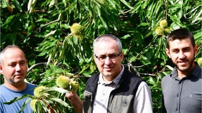 Gal Arısı Balıkesir'i Koruyacak!