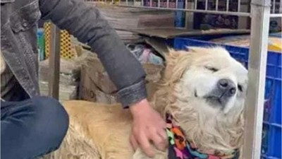 Sokak Köpeği Karamel, Balıkesir’in En Sevimli Maskotu Oldu!