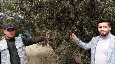 2 Bin Yıllık Zeytin Ağaçları Tehlikede!