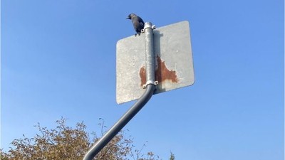 Dikkat! Kargalar Balıkesir'i İzliyor