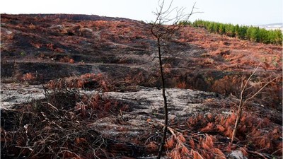 Balıkesir Ormanları Küllerinden Doğuyor