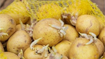 Patatesler Filizlendiğinde Tehlike Saçıyor!