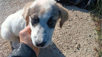 Balıkesir'de Ölüme Terk Edilen Köpek Kurtarıldı!