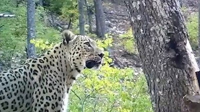 Anadolu Parsının En Net Görüntüsü Fotokapana Yakalandı
