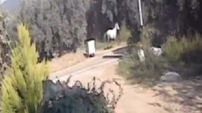Erdek’te Motosiklet Başıboş Ata Çarptı Mucize Kurtuluş