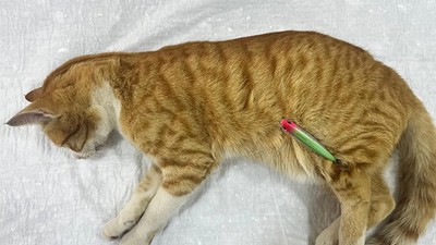 Erdek’te Olta İğneleri Batan Kediye Hayat Kurtaran Müdahale