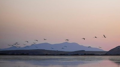 Flamingolar, Ayvalık'a Veda Etti