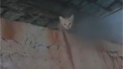 Mahsur Kalan Kediyi Balık Adam Kurtardı!