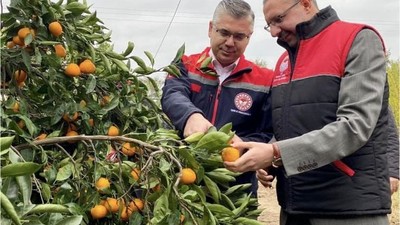 Havran’ın Lezzet Hazinesi Toplanıyor