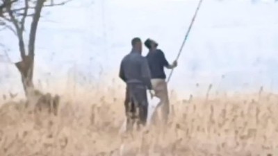 Kesirven'de İzinsiz Çam Fıstığı Toplama Kameralarda