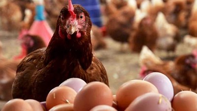 Kümes Hayvancılığı Üretimi Artışa Geçti
