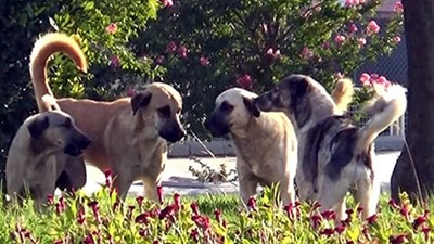 Sokak Köpeği Saldırısı Mahallede Tedirginlik Arttı