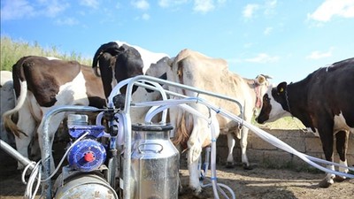 Süt ve Süt Ürünleri Üretimi Arttı